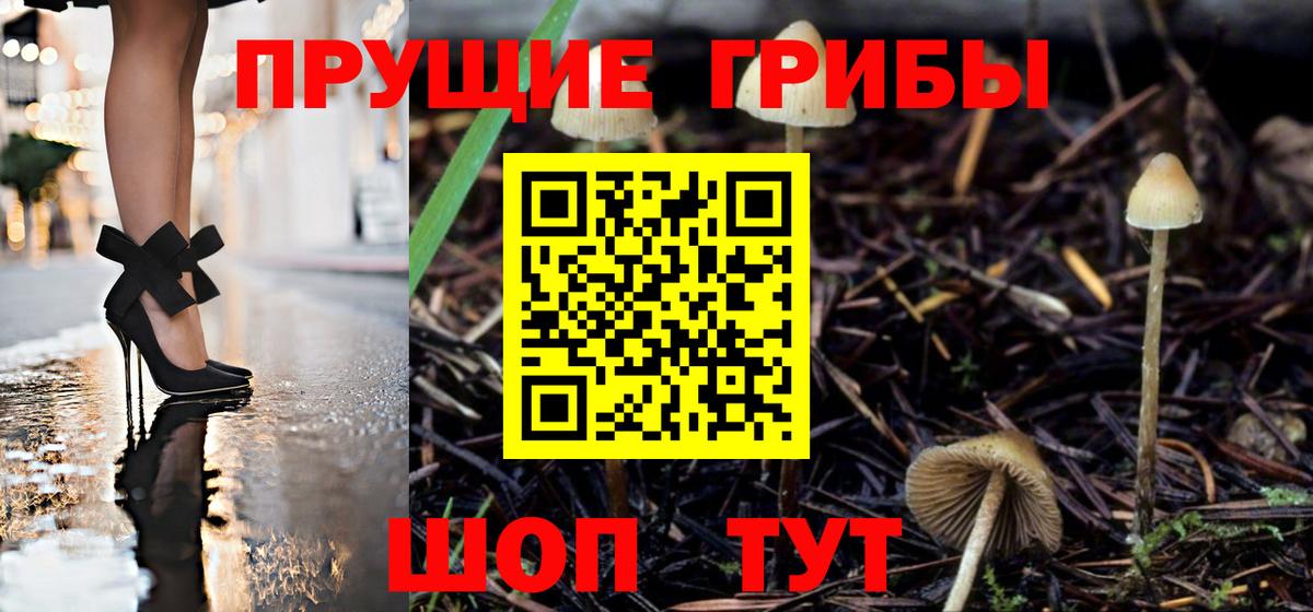 Псилоцибиновые грибы Psilocybine cubensis Чехов
